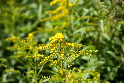 Wildflowers Stock Photos