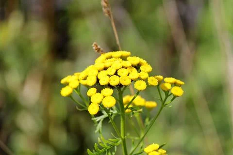 Wildflowers Stock Photos