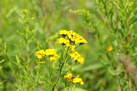 Wildflowers Stock Photos