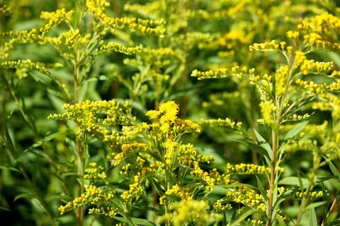 Wildflowers Stock Photos