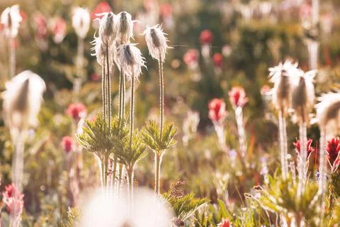 Wildflowers Stock Photos