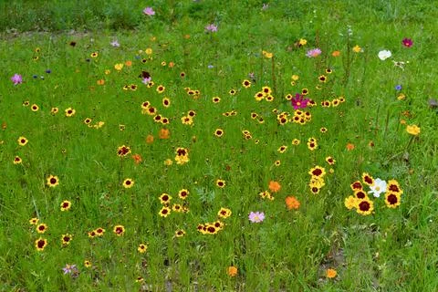Wildflowers Stock Photos
