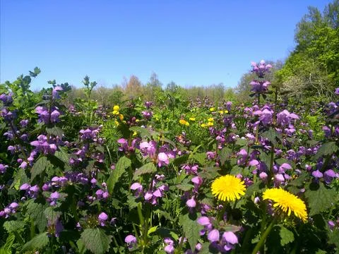 Wildflowers. Stock Photos