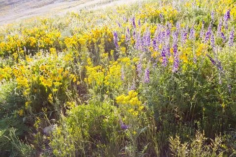 Wildflowers Stock Photos