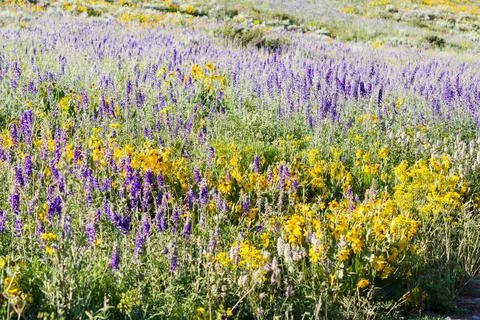 Wildflowers Stock Photos