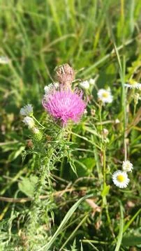 Wildflowers Foto stock