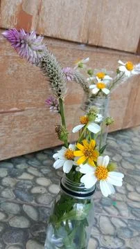 Wildflowers 库存照片