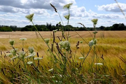 Wildflowers Stock Photos