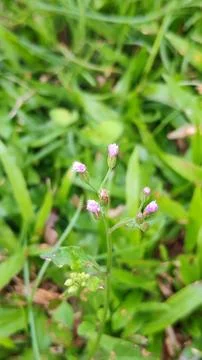 Wildflowers 스톡 사진