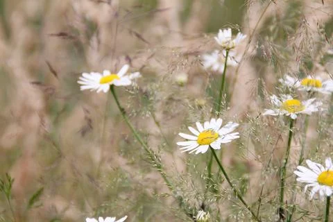 Wildflowers Fotos Stock