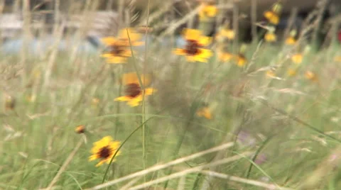 Wildflowers pull to Huey gunship Video stock 45507621