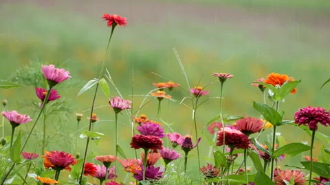Wildflowers in Rain Stock Footage 206877616