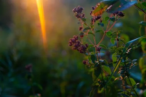 Wildflowers in the rays Stock Photos