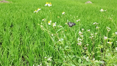 Wildflowers in Rice Fields Guangxi 4K Video Stock Footage 319422906