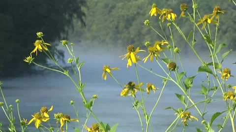 Wildflowers on River 02 Vidéo 30310359