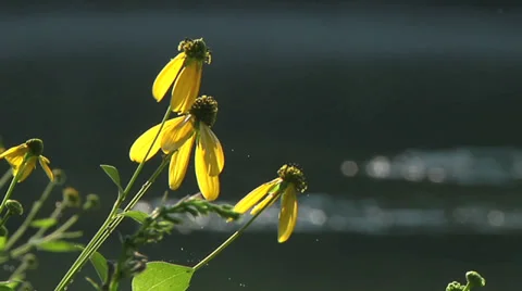 Wildflowers on River 05 Stock-Footage 30324257