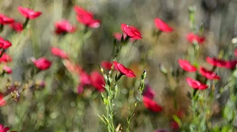 Wildflowers by a road Stock Footage 21988479
