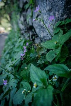Wildflowers by the Roadside Stock Photos