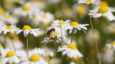 Wildflowers in the Russian outback Stock-Footage 56823693