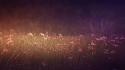 Wildflowers Scene Stock Footage 91550652
