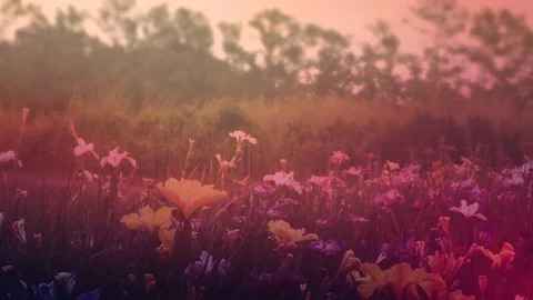 Wildflowers Scene Stock Footage 91550654