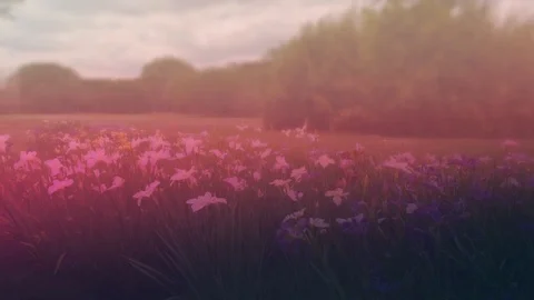 Wildflowers Scene Stock Footage 91550722