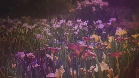 Wildflowers Scene Stock Footage 91550723