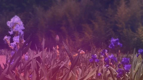 Wildflowers Scene Stock Footage 91550801