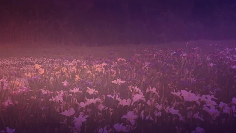 Wildflowers Scene Stock Footage 91550806