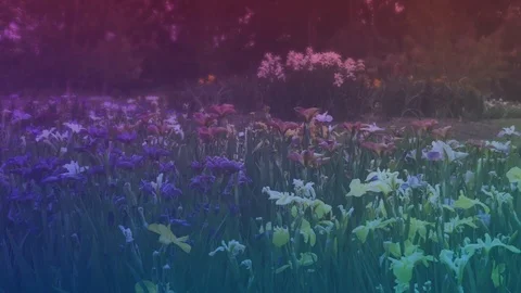 Wildflowers Scene Stock Footage 91550900