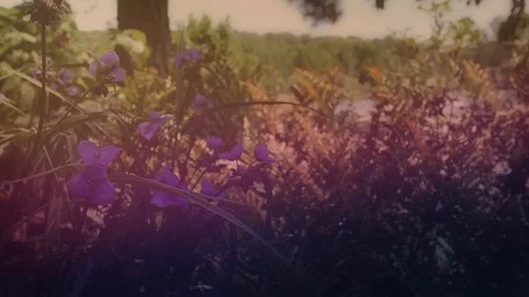 Wildflowers Scene Stock Footage 91550901