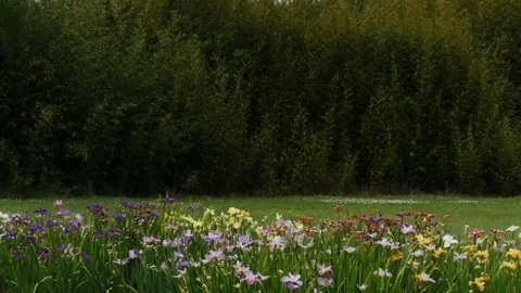 Wildflowers Scene Stock Footage 91551012