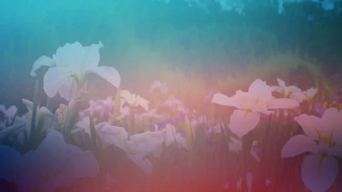 Wildflowers Scene Stock Footage 91551014