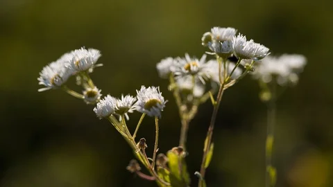 Wildflowers shaking in the wind. Stock Footage 97760739