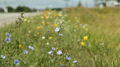 Wildflowers by side of the road. Video stock 42485848