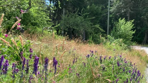 Wildflowers at side of road Stock Footage 146993386