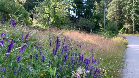 Wildflowers at side of road Stock Footage 146994252