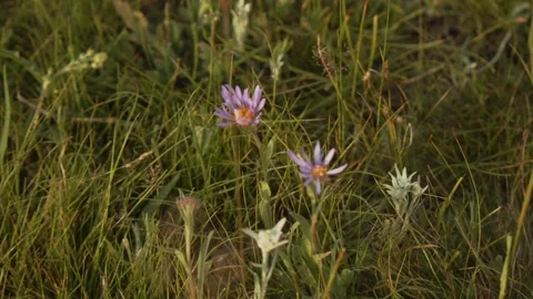 Wildflowers soft wind blow Stock Footage 280194077