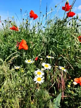 Wildflowers in spring. Dandelion Stock Photos