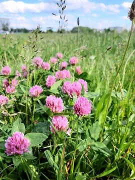 Wildflowers in spring. Dandelion Stock Photos