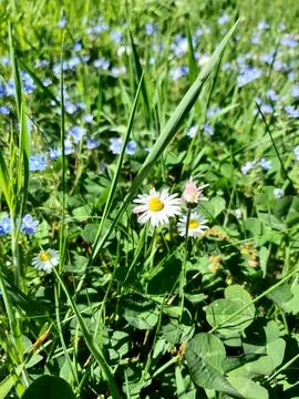 Wildflowers in spring. Dandelion Stock Photos