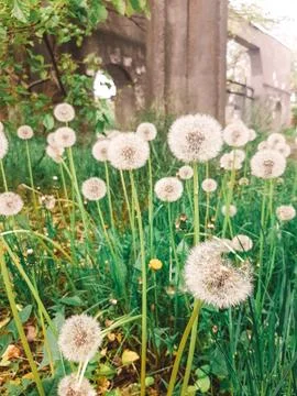 Wildflowers in spring. Dandelion Stock Photos