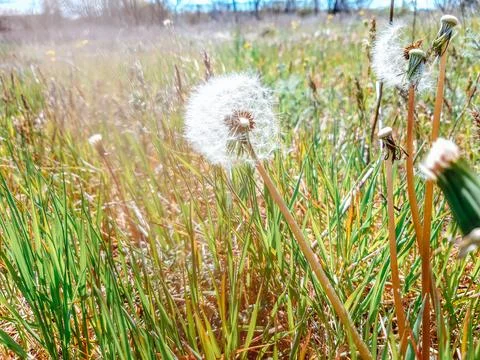 Wildflowers in spring. Dandelion Stock Photos
