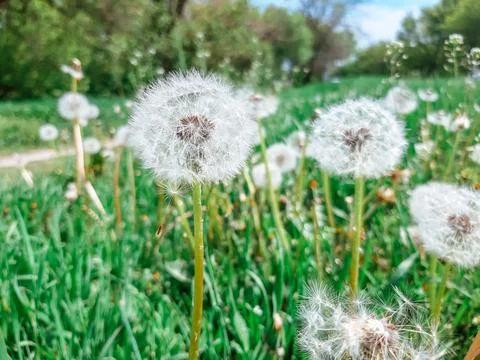 Wildflowers in spring. Dandelion Stock Photos