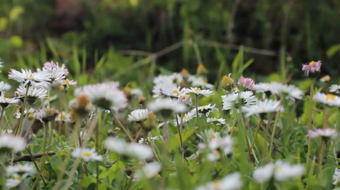 Wildflowers. Spring flowers. Camera movement. Slider. Stock Footage 37102224