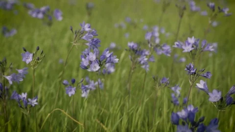 Wildflowers in Spring Stockbeeldmateriaal 73719563