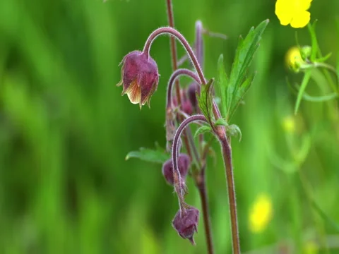 Wildflowers in spring Video stock 76128729