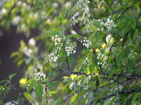 Wildflowers in spring Stock-Footage 76128894