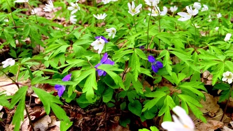 Wildflowers in spring forest in Poland. Stock Footage 241395960