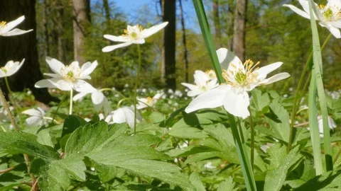 Wildflowers in the spring forest. Sprouts and grass, close up Stock Footage 108490936